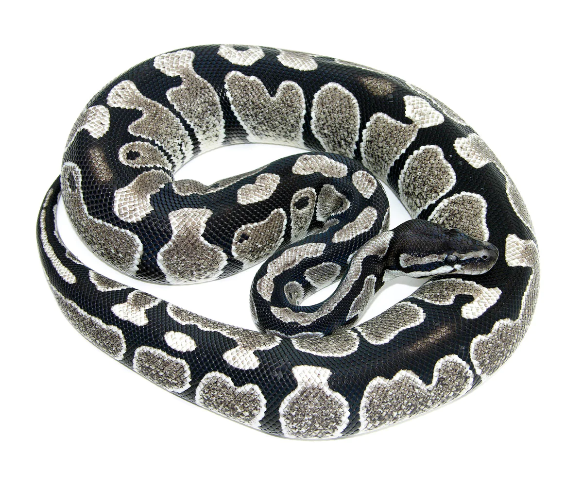 Axanthic 66% Het Albino (Snow) Carpet Python - Image 5