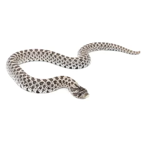 Baby Axanthic Western Hognose Snake