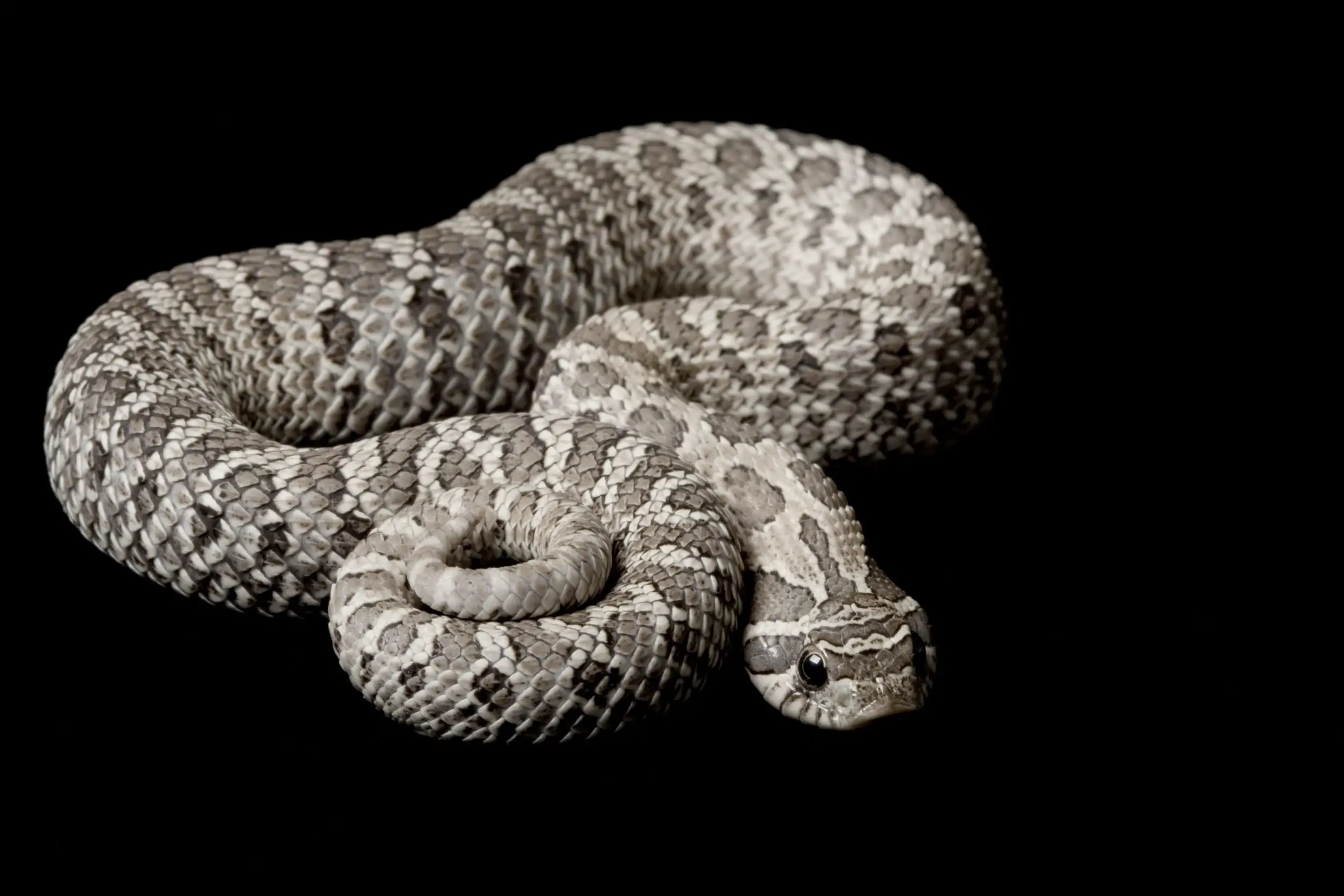 Giant Adult Female Axanthic Western Hognose Snake 500+ Grams - Image 3