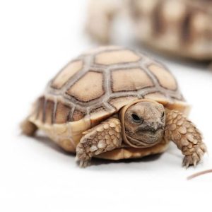 Juvenile Sulcata Tortoise