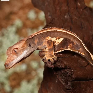 Baby Pinstripe White Wall Crested Gecko