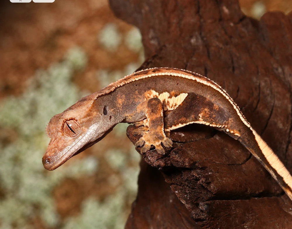 Baby Pinstripe White Wall Crested Gecko