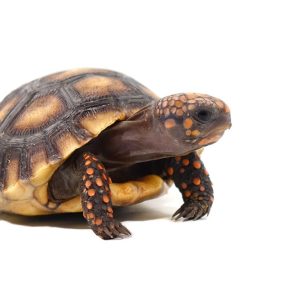 Adult Suriname Redfoot Tortoise