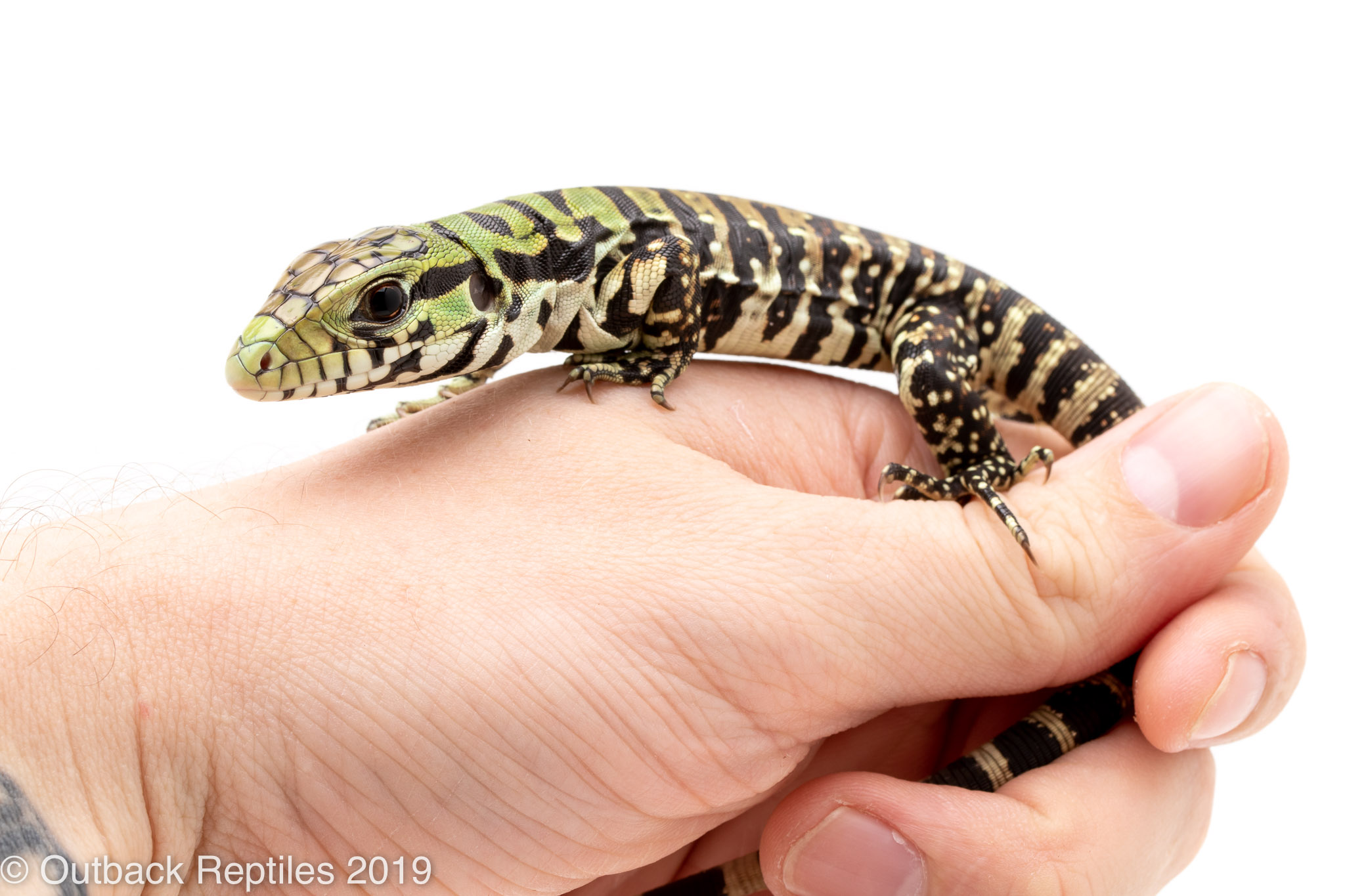 Baby Chacoan White Headed Tegu