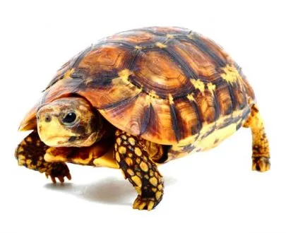 Northern Zombensis Hingeback Tortoise - Image 4