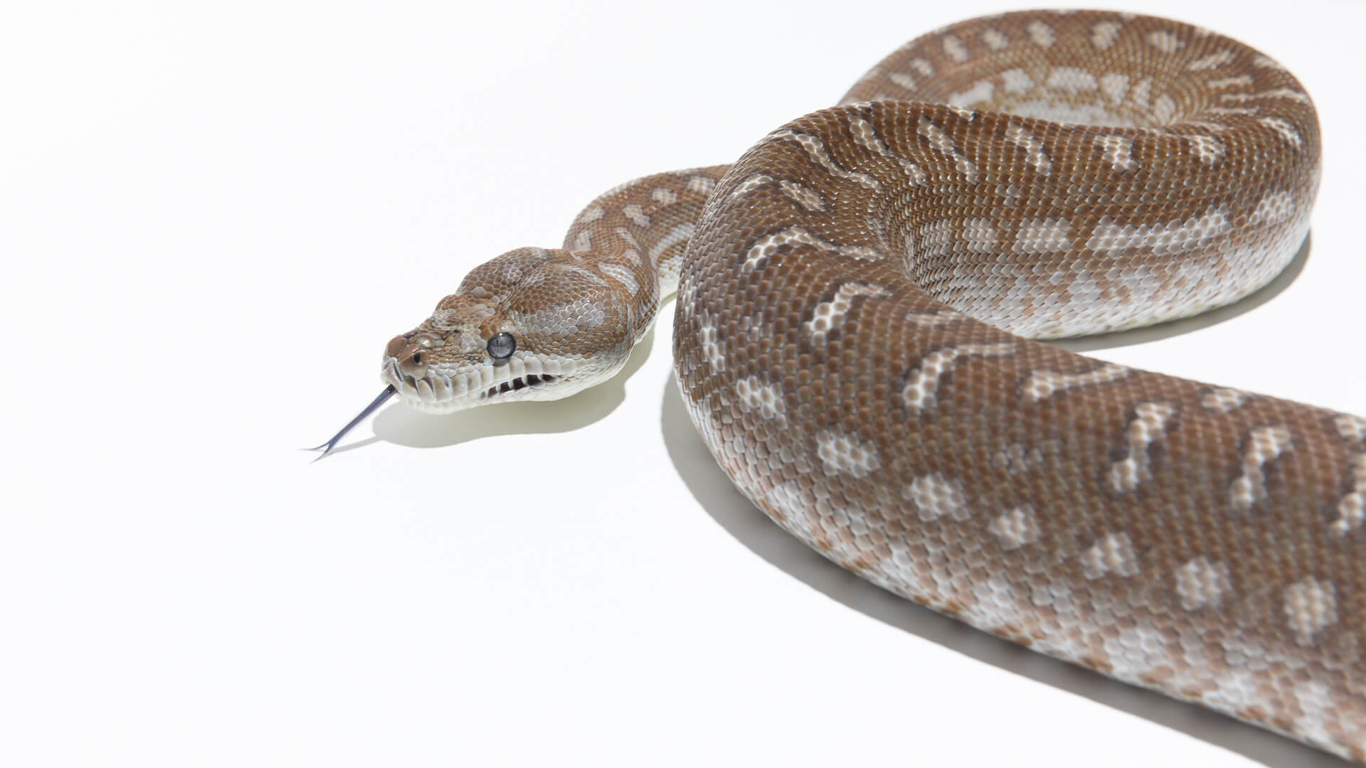 Bredl’s Carpet Python - Image 3