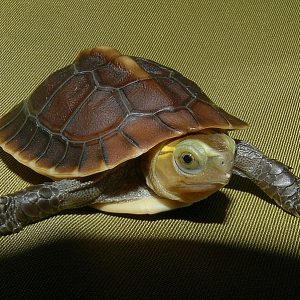 Golden Head Chinese Box Turtle
