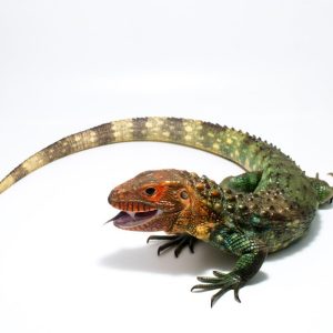 Baby Caiman Lizard