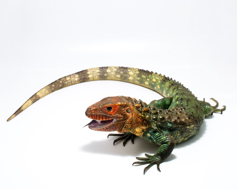 Baby Caiman Lizard