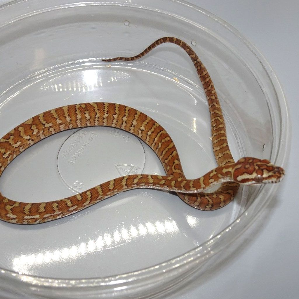 Baby Caramel Carpet Python - Image 4