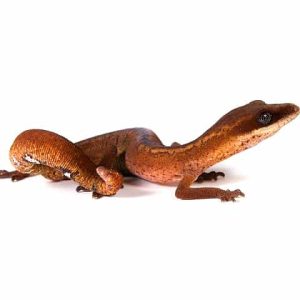 Malaysian Cat Eye Gecko Pair