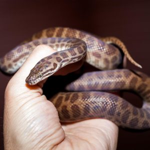 Baby VPI Children’s Python