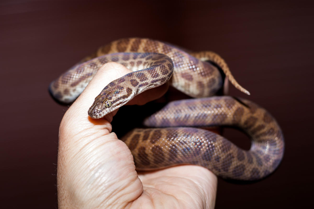Baby VPI Children’s Python