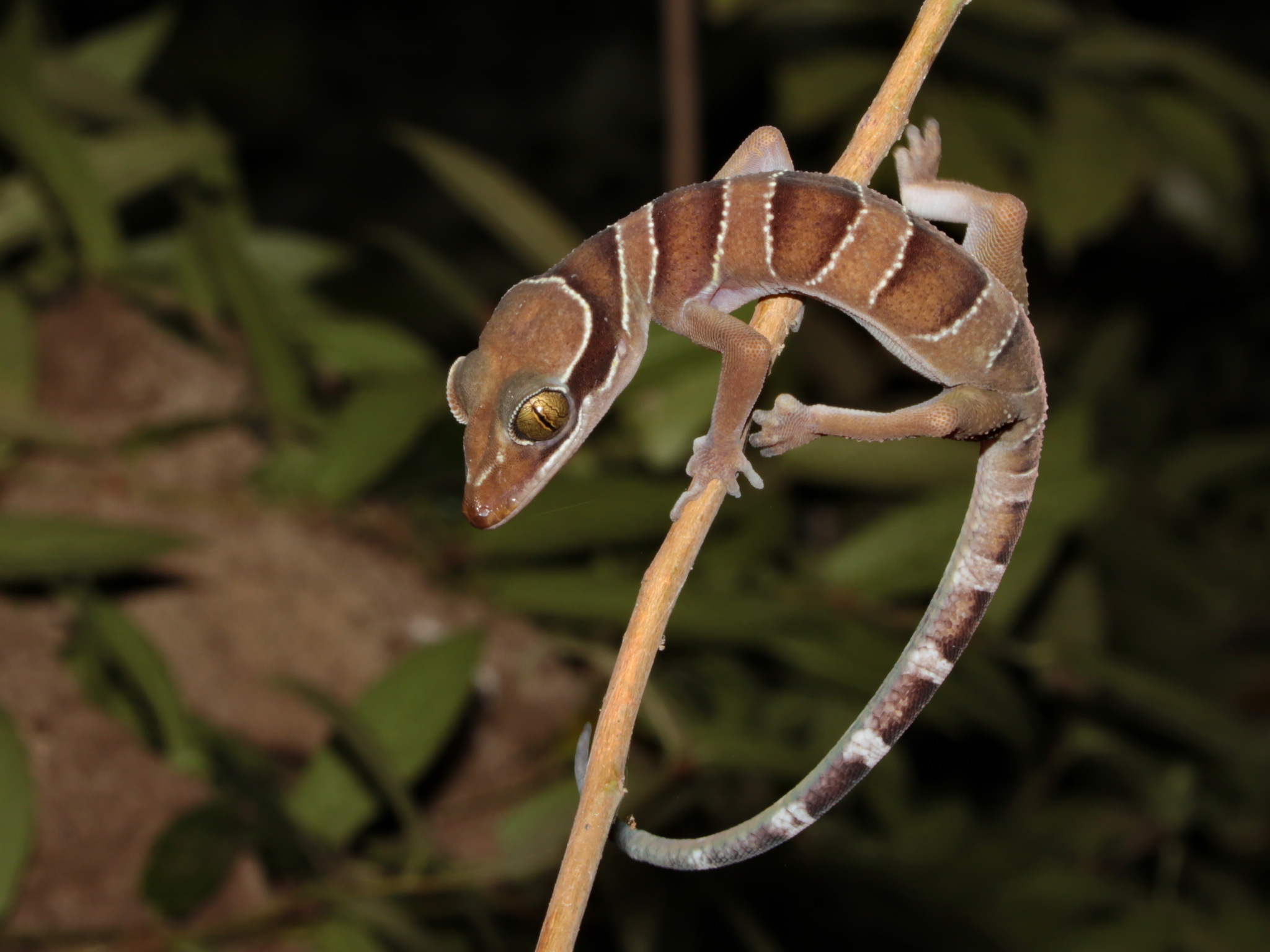 Baby Bintang Slender Toed Gecko - Image 3