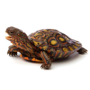 Yearling Central American Wood Turtle