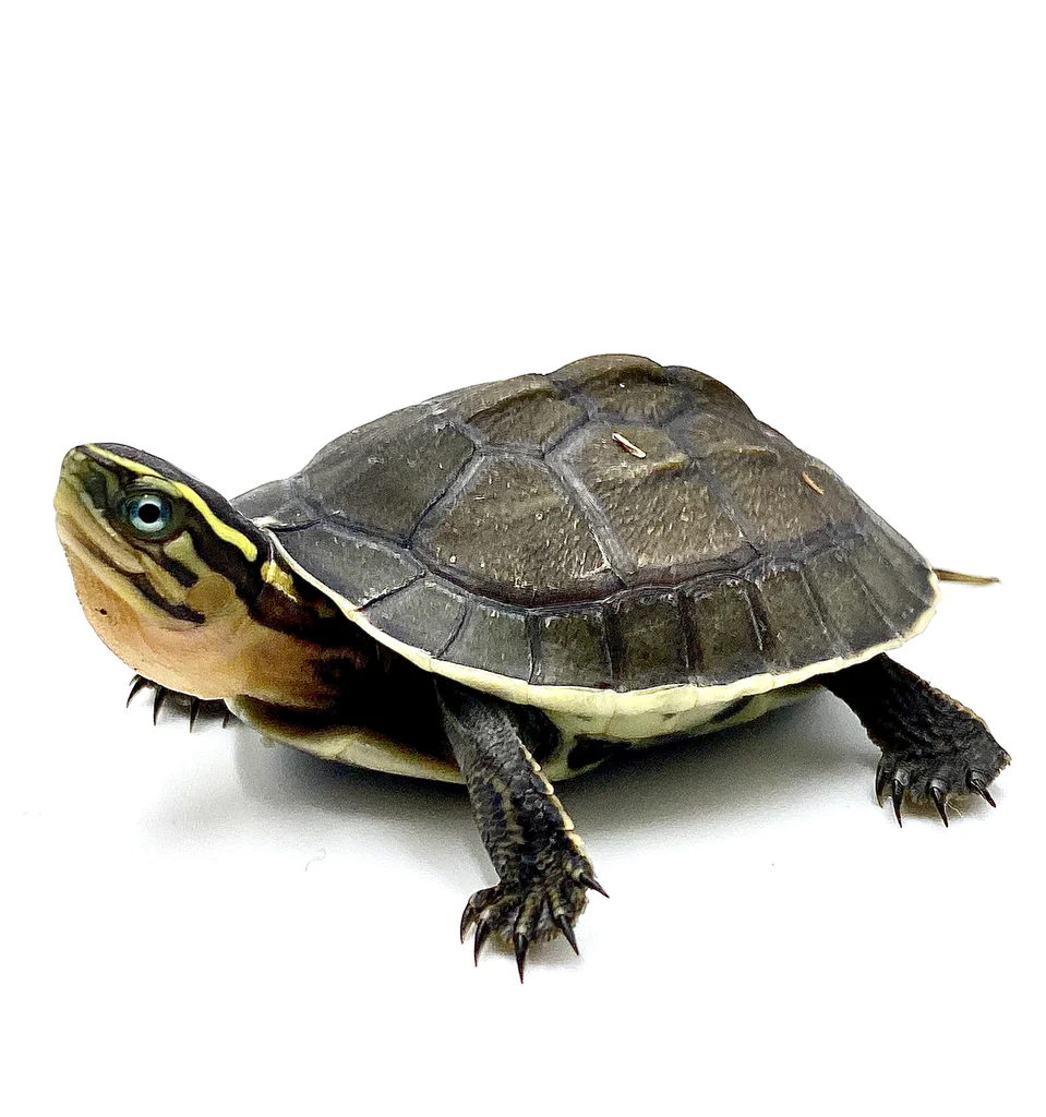 Baby Asian Box Turtle