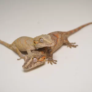 Baby Orange Blotched Gargoyle Gecko