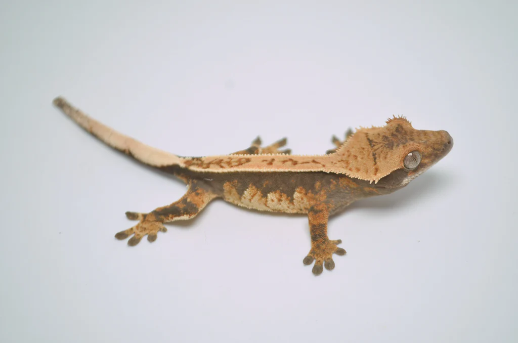 Baby Pinstripe White Wall Crested Gecko - Image 4
