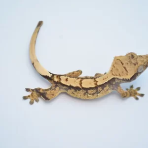 Pumpkin Reverse Pinstripe Harlequin Crested Gecko
