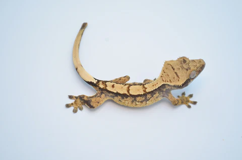 Pumpkin Reverse Pinstripe Harlequin Crested Gecko