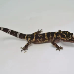 Kume Cave Gecko