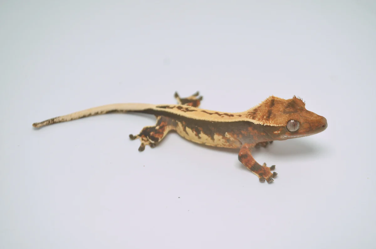 Baby Pinstripe White Wall Crested Gecko - Image 5