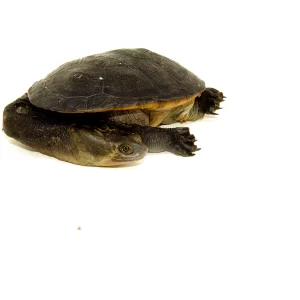 Baby Timor Snake Neck Turtle