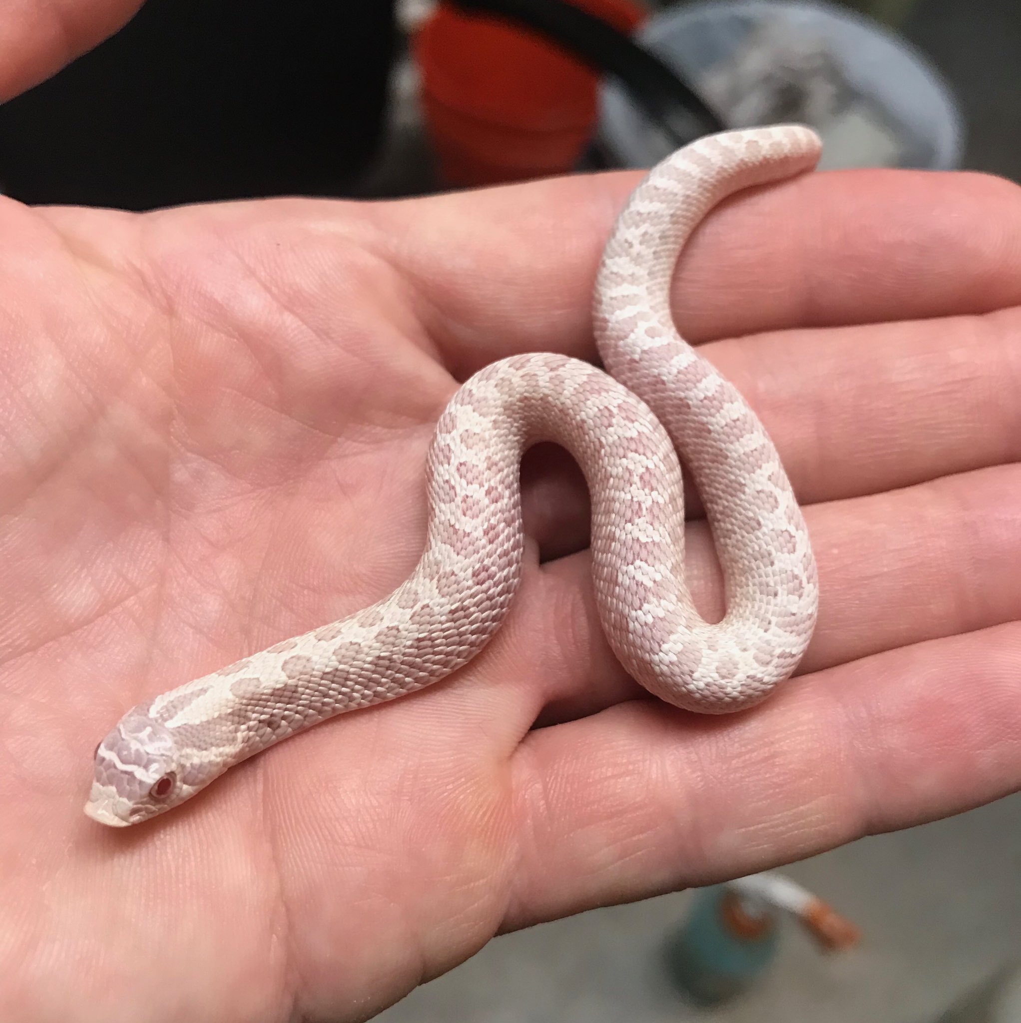 Baby Snow Western Hognose Snake