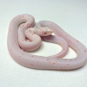 Baby Albino Palmetto Cornsnake