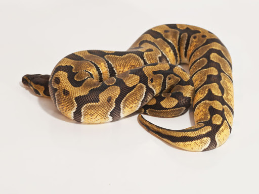 Baby Enchi Ball Python - Image 3