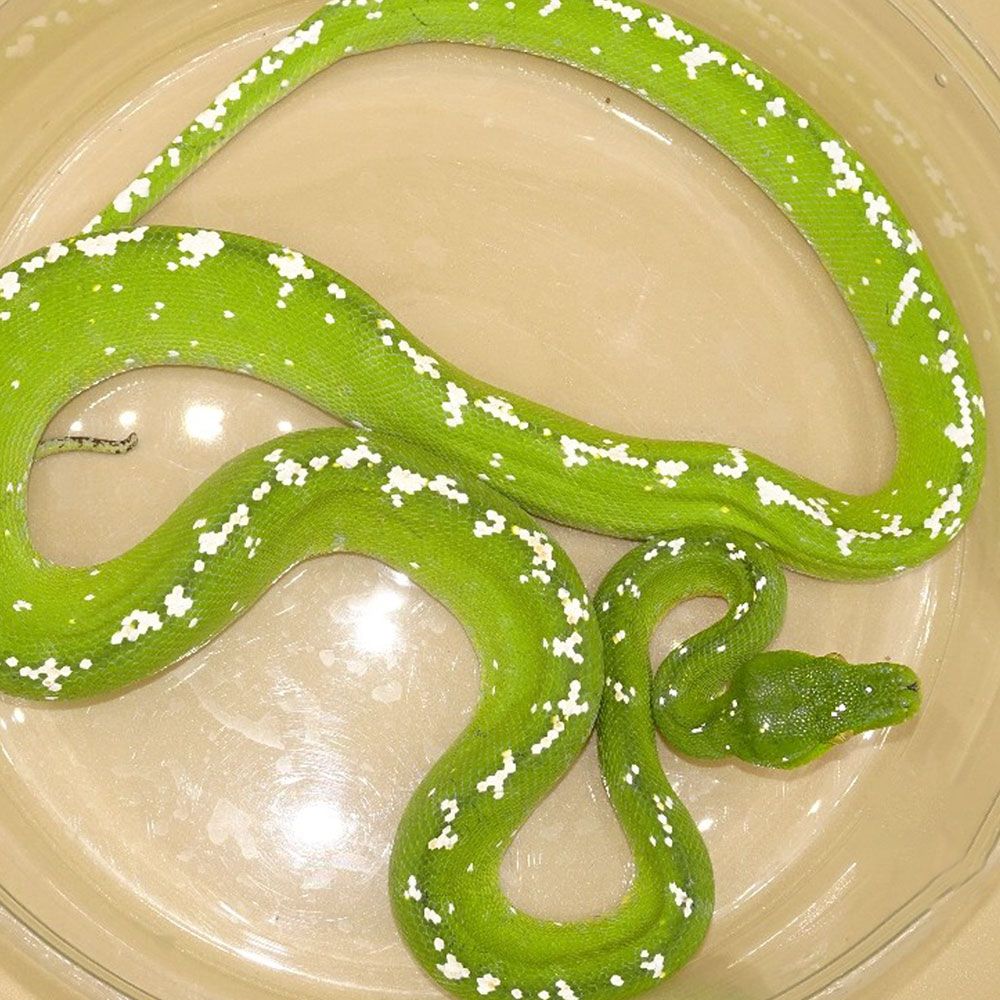 ARU GREEN TREE PYTHON - Image 3
