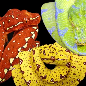 Adult Jayapura Green Tree Python