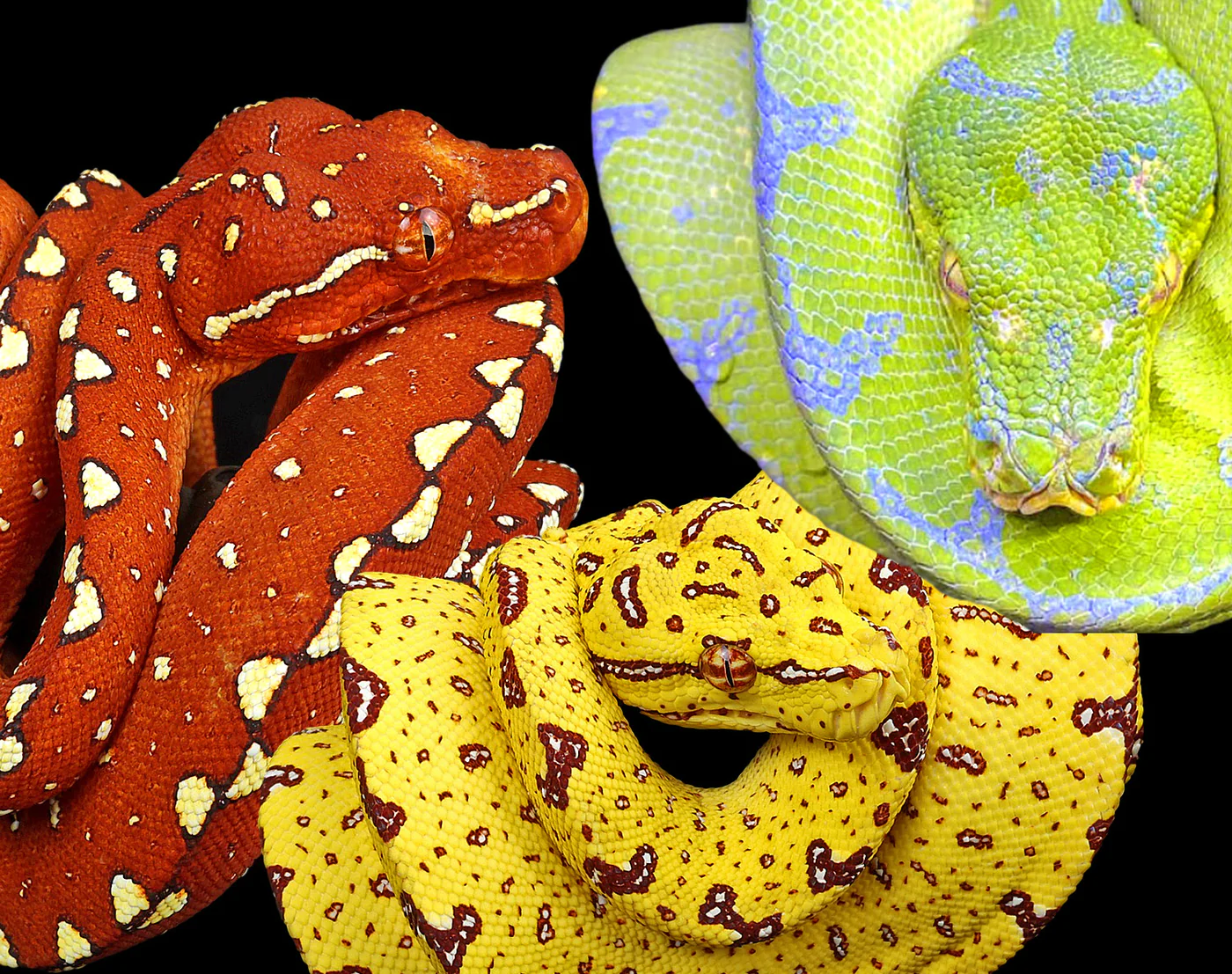 Adult Jayapura Green Tree Python