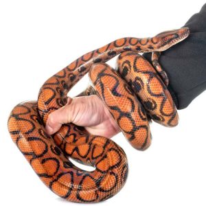 Brazilian Rainbow Boa