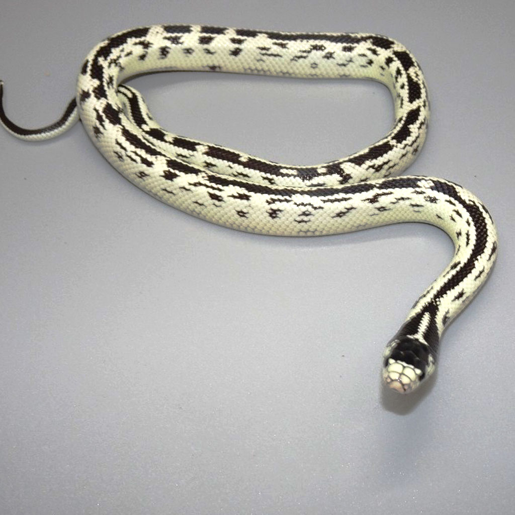 Adult Aberrant California Kingsnake