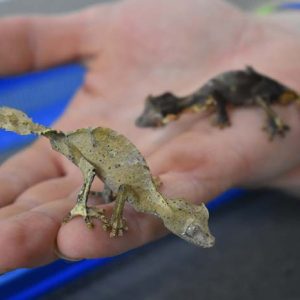 Satanic Leaftail Gecko