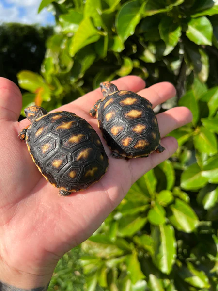 Baby Redfoot Tortoise - Image 3