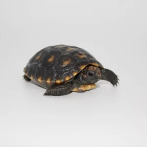 Baby Melanistic Red Foot Tortoise