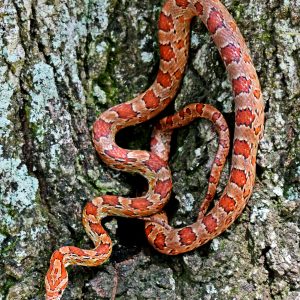 Highland’s County Cornsnake