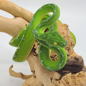 Jayapura Green Tree Python