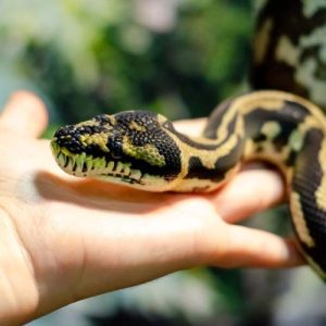 Jungle Carpet Python