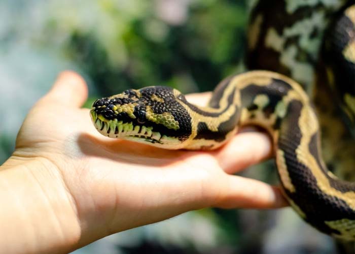 Jungle Carpet Python