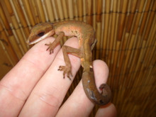Malaysian Cat Eye Gecko Pair - Image 5