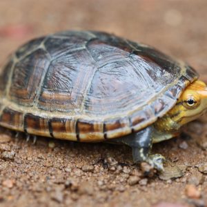 Yearling Eastern Mud Turtle