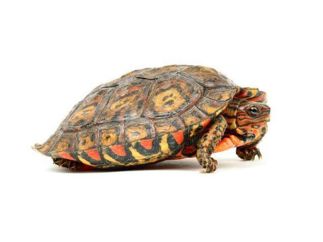 Yearling Central American Wood Turtle - Image 5