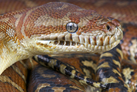 Bredl’s Carpet Python - Image 5