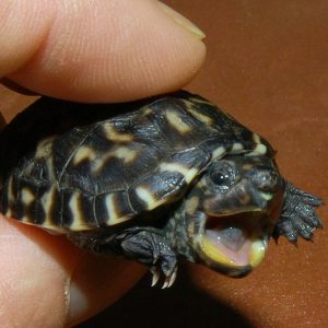 Baby Giant Mexican Musk Turtle
