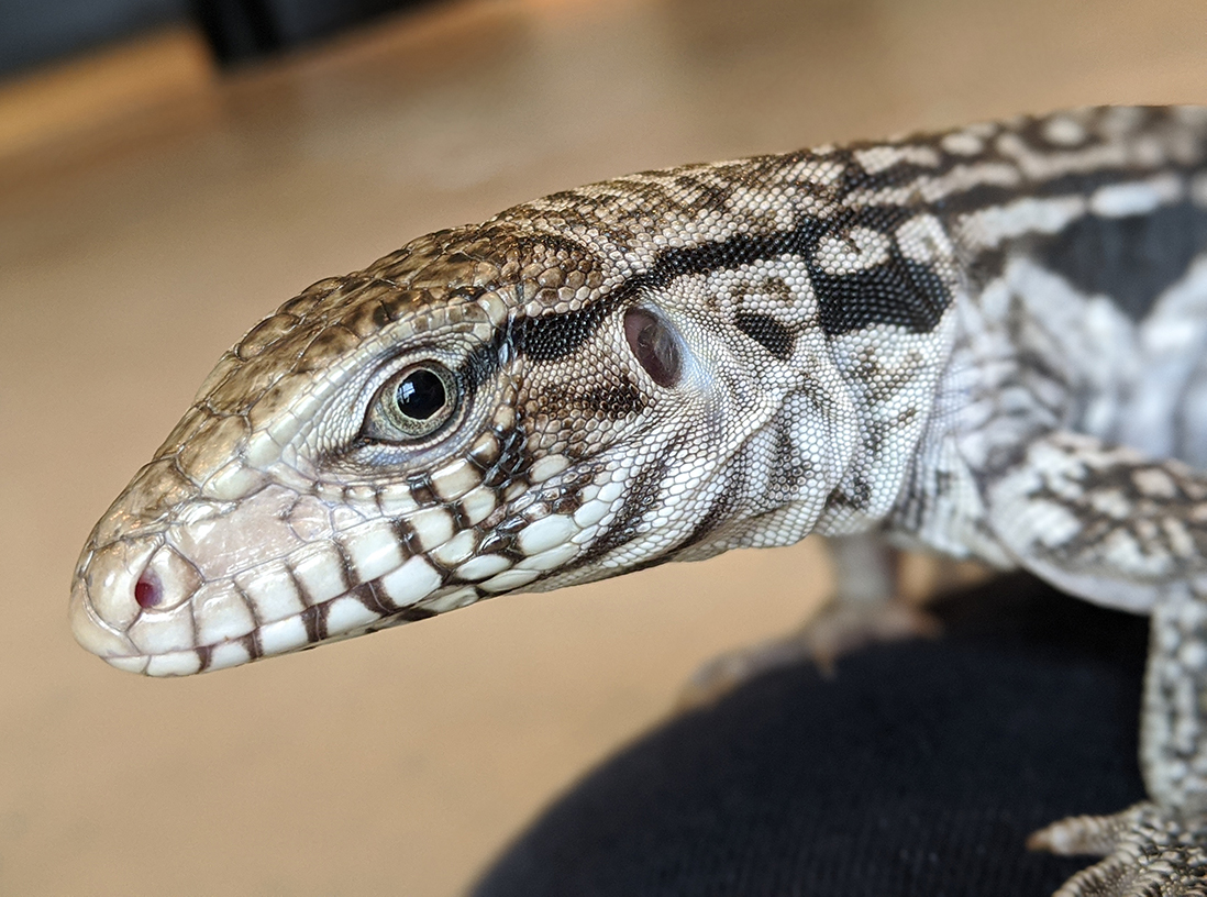 Baby Ghost Tegu - Image 4