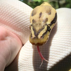 Baby Female High White Pied Ball Python