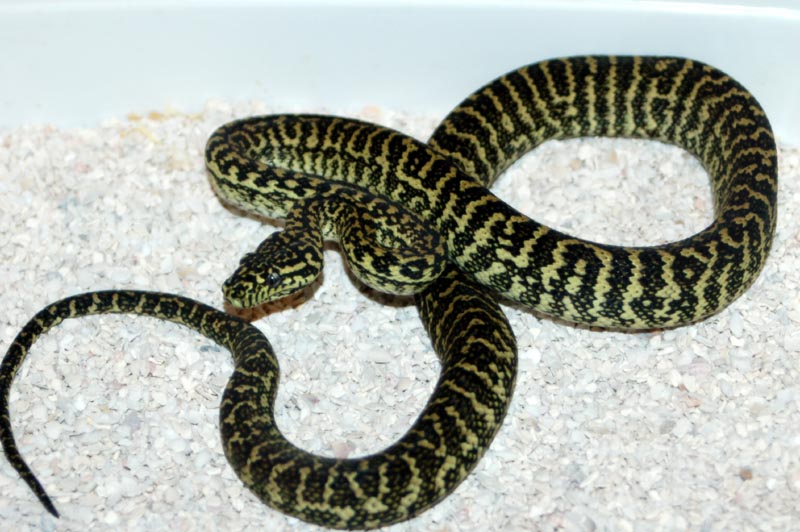 Baby Zebra Jungle Carpet Python - Image 3